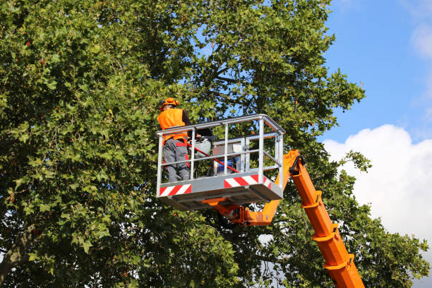 Best Tree Removal  in Cold Springs, NV