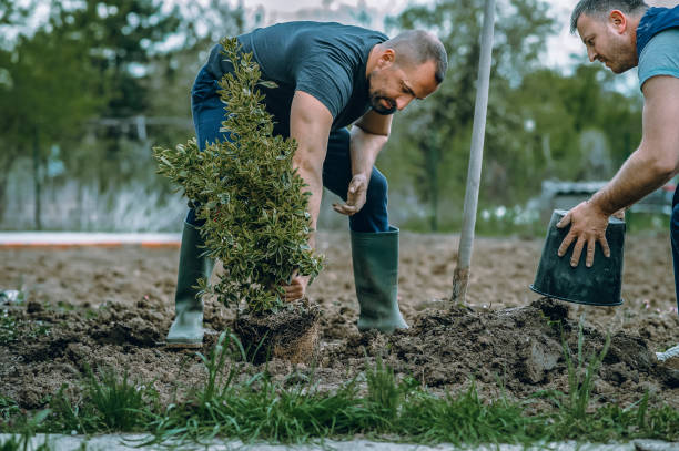 Lawn Irrigation Installation and Maintenance